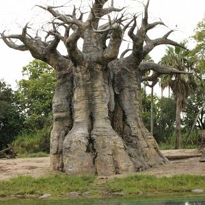 Kilimanjaro Safaris - Baobab Tree