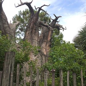 Expedition Africa - Baobab Tree