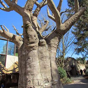 Predators of the Serengeti - Baobab Tree