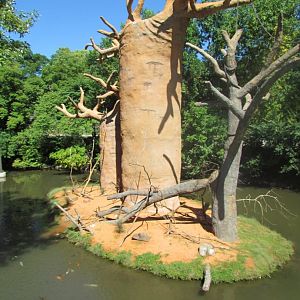 Expedition Madagascar - Baobab Trees in Lemur Exhibit
