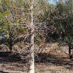 Baobab Tree (Adansonia digitata) - LIVE!