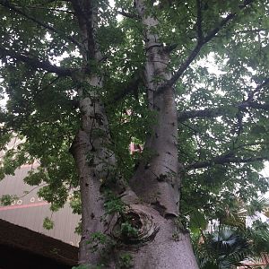 Live Baobab Tree (Adansonia digitata) in leaf