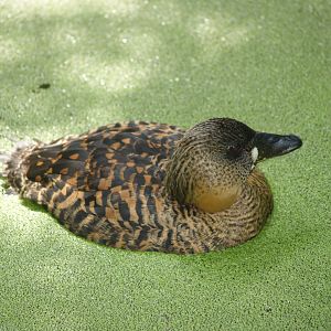 African white-backed duck (Thalassornis leuconotus leuconotus), 2007-08-04