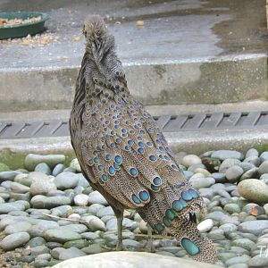 Malayan peacock-pheasant [2016]