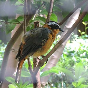 White-browed robin-chat [2016]