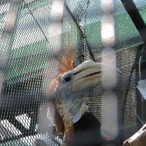 Yellow-casqued hornbill [2016]