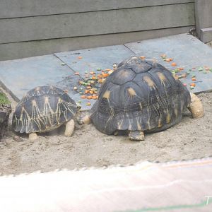 Radiated tortoise [2016]