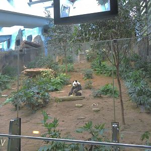 Giant panda exhibit [2016]