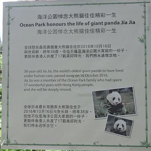 Ocean Park honours the life of giant panda Jia Jia