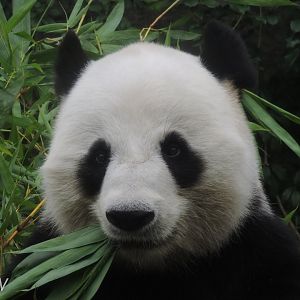 Giant panda [2016]
