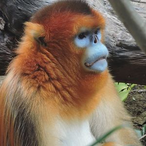 Golden snub-nosed monkey [2016]