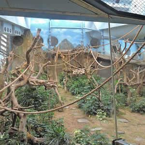 Golden snub-nosed monkey exhibit [2016]