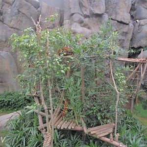 Red panda exhibit [2016]