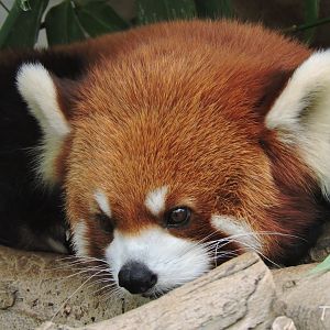 Red panda [2016]