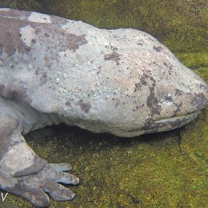Chinese giant salamander [2016]