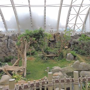 Giant panda exhibit [2016]