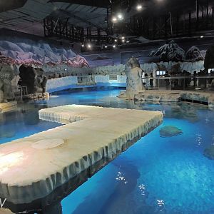 Spotted seal exhibit [2016]