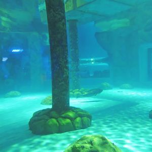 Spotted seal exhibit [2016]