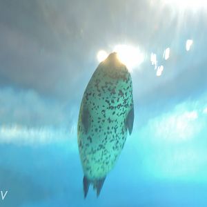 Spotted seal [2016]