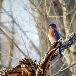 Eastern Bluebird
