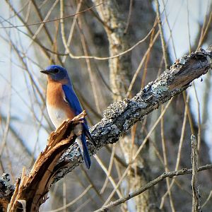 Eastern Bluebird