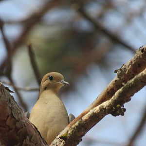 Mourning dove