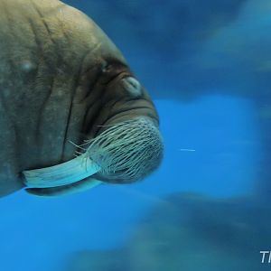 Pacific walrus [2016]