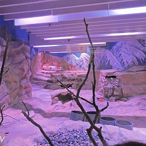 Arctic fox exhibit [2016]