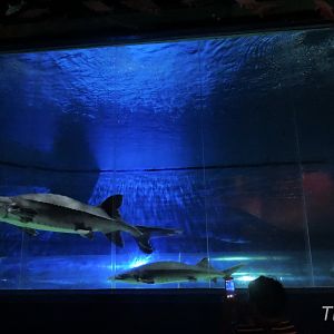 Chinese sturgeon [2016]