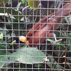 Red bird-of-paradise [2014]