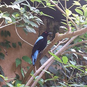 Asian fairy-bluebird [2014]