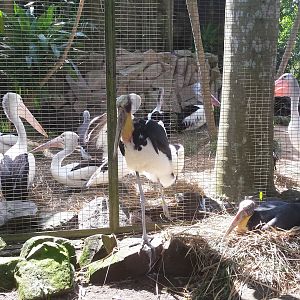 Lesser adjutants and Australian pelicans [2014]