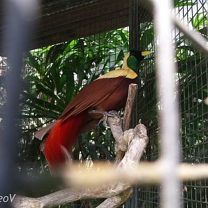 Red bird-of-paradise [2014]