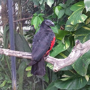 Pesquet's parrot [2014]