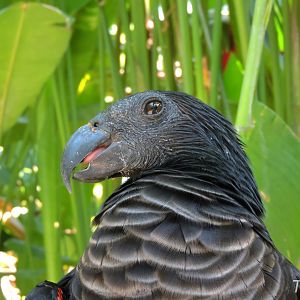 Pesquet's parrot [2016]