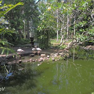 Greater flamingo pond [2016]