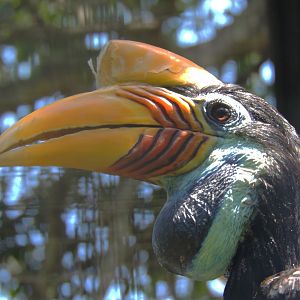 Knobbed hornbill [2016]