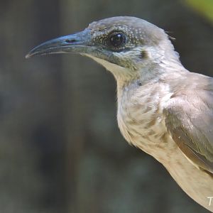 Noisy friarbird [2016]