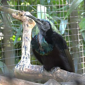 Magnificent riflebird [2016]