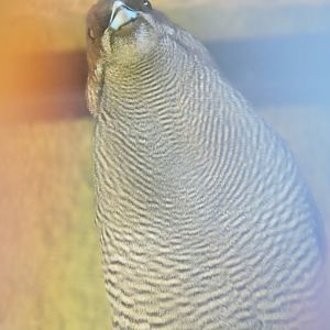 Magnificent bird-of-paradise [2016]