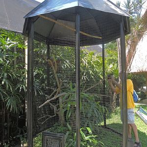 Red bird-of-paradise aviary [2016]