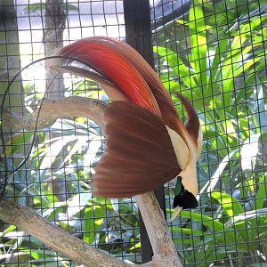 Red bird-of-paradise [2016]