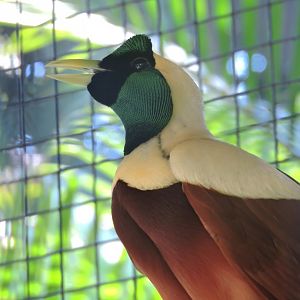 Red bird-of-paradise [2016]