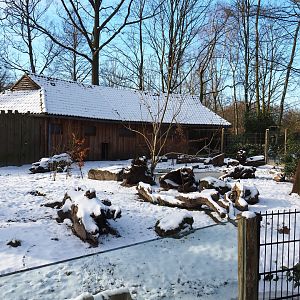 Winter view in Planckendael - Giant anteater and Black-rumped agouti exhibit, 2021-02-14