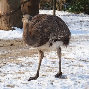 Darwin's rhea (Rhea pennata), 2021-02-14