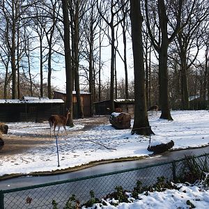 Winter view in Planckendael - Guanaco paddock, 2021-02-14