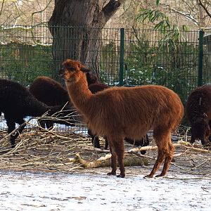 Alpaca herd (Vicugna pacos), 2021-02-14