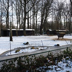 Winter view in Planckendael - Alpaca paddock, 2021-02-14