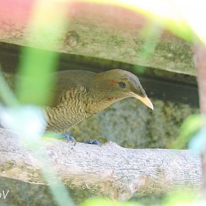 King bird-of-paradise [2016]