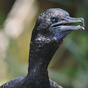 Little black cormorant [2016]